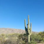 Saguaro cactus in the Arizona desert, representative of Desert Tortoise Campground