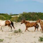 Wild Assateague ponies on the beach, representative of Cowtown Cabins