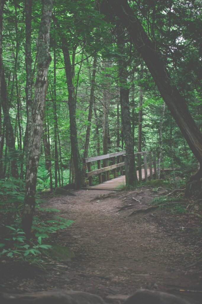 Green forest footpath trail in the Upper Peninsula of Michigan
