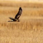 Bird flying over Cape Henlopen State Park, Lewes, Delaware