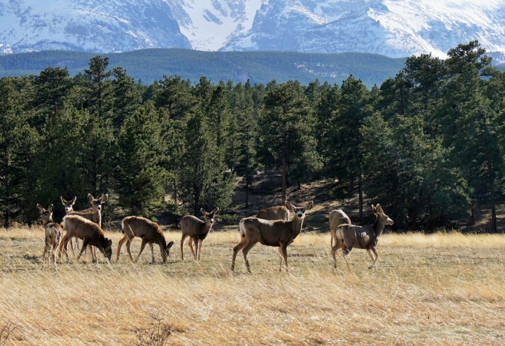 Deer near Rocky Mountain National Park in Estes Park, representative of Estes Park Campground at Mary's Lake