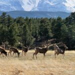 Deer near Rocky Mountain National Park in Estes Park, representative of Estes Park Campground at Mary's Lake