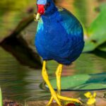 Wildlife in Florida wetlands, representative of Timberline Glamping at Kissimmee Prairie Preserve