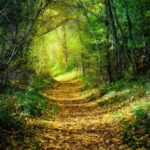 Autumn forest path, fall foliage