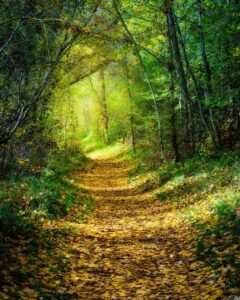 Brendan T. Byrne State Forest
