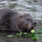 beaver-castor-fiber-pixabay
