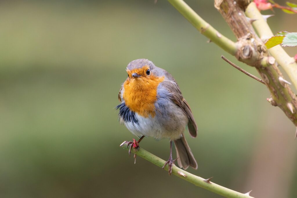 Robin perched in nature, representing calming nature sounds