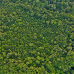 forest-aerial-treetops-stocksnap
