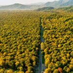 Aerial forest landscape