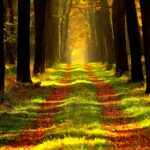 forest-path-outdoors-way-pixabay