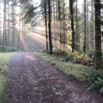 Forest trail path with sunlight