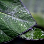 green-leaves-foliage-pixabay
