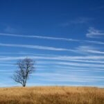 Midwest prairie meadow landscape