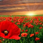 red-poppies-field-pixabay