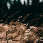 tall-grass-field-trees-unsplash