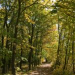 trail-forest-path-autumn-pixabay