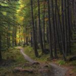 trail-trees-forest-larch-pixabay