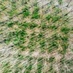 trees-aerial-drone-pixabay
