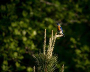 Timberline Glamping at Amicalola Falls