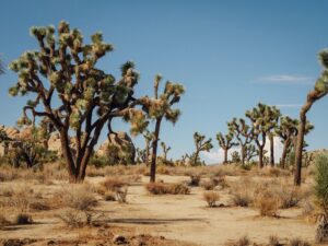 AutoCamp Joshua Tree