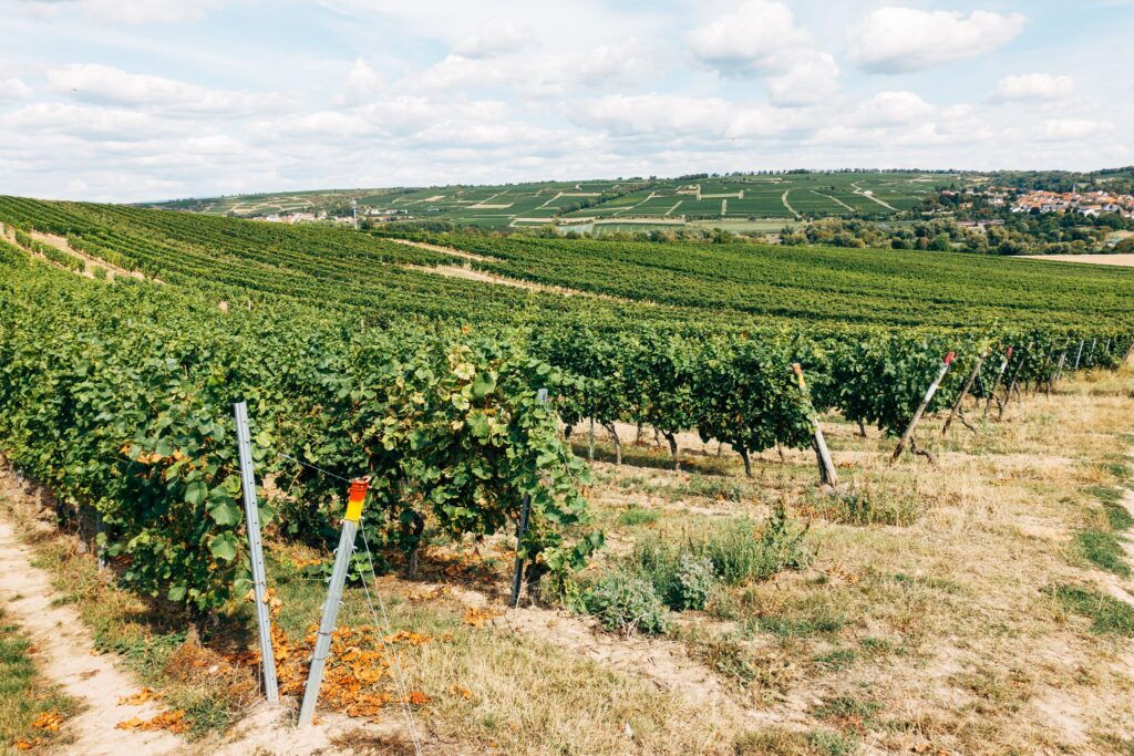 Huttopia Wine Country