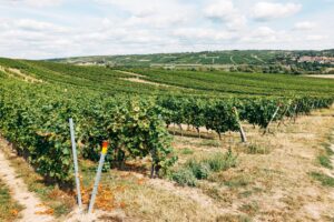 Huttopia Wine Country