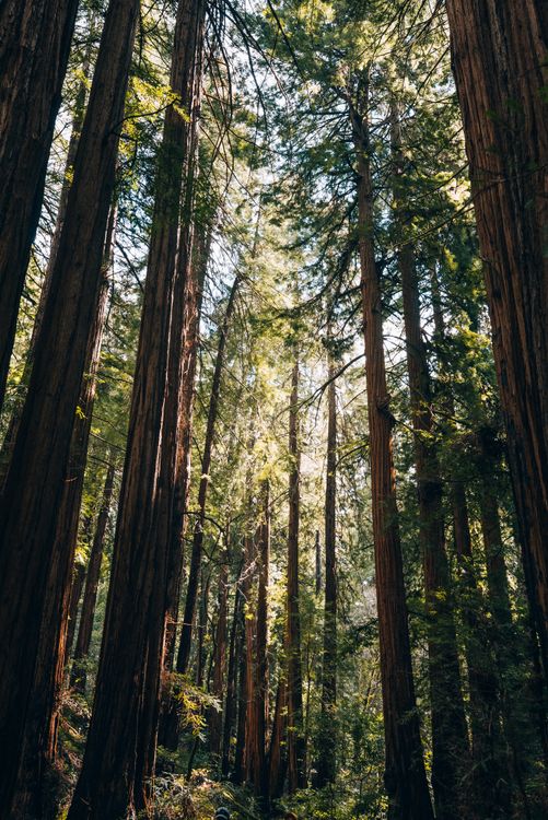 Sunlight filtering through redwood trees in California