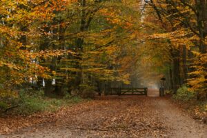 The Treehouse Camp At Maple Tree