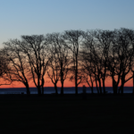 trees 768768